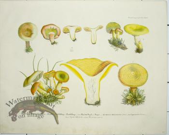 Mushroom Atlas 42